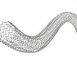 cook ptx stent.jpg